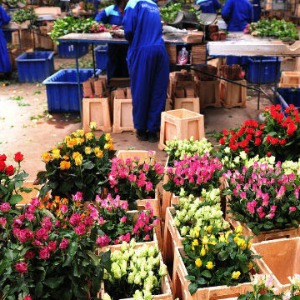 Un problème dans Epineux industrie Fleur du Kenya