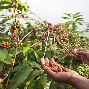 Stimuler la culture café au Cameroun