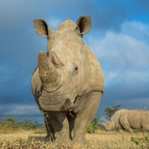La population de rhinocéros du Rwanda augmente et les touristes devraient augmenter