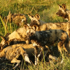 Où voir des chiens sauvages en Afrique