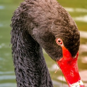 Insolite : Un cygne agressif a failli noyer un chien sous les yeux de son maître - vidéo
