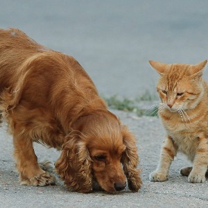 INSOLITE : Au Cameroun, les mangeurs de chats et de chiens n’en démordent pas…