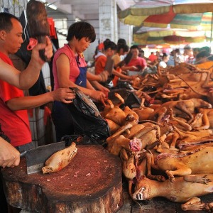 ASIE : Covid-19 : découvrez les viandes dont la consommation est interdite en Chine