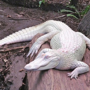 NATURE :  visite 10 animaux albinos incroyablement mignons