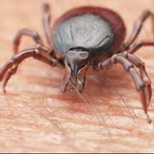 Danger : la France envahie par une tique mortelle