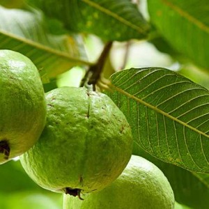 SANTÉ : les feuilles de goyave pour en finir avec les pertes malodorantes et excessives