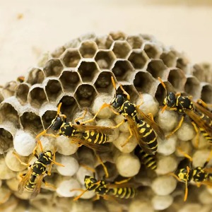 VAL D'OISE : Ils tentent de détruire un nid de guêpes et finissent en urgence absolue dans le Val d'Oise