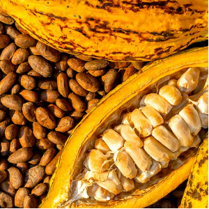 MITSIO, chocolats fabriqués avec le cacao de Madagascar