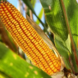 AFRIQUE 2050  Production du maïs en Afrique : 23 millions de tonnes de déficit par an