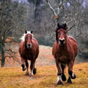 FRANCE Chevaux mutilés : un homme interpellé dans le Haut-Rhin et placé en garde à vue