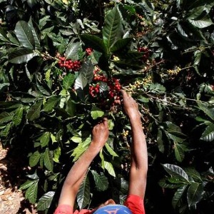 AFRIQUE 2050 Café et chocolat : une dure quête du juste prix pour les producteurs