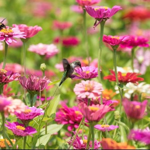 AFRIQUE 2050  : Comment accroître la paternité africaine sur le changement climatique