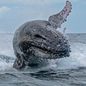 INSOLITE :  Deux kayakistes se font avaler par une baleine