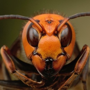 INSOLITE :  En Charente, un homme meurt après une attaque de frelons asiatiques