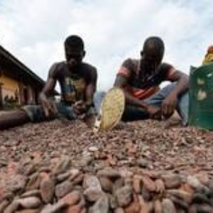 AFRIQUE2050 : Des ex-enfants esclaves en Côte d’Ivoire accusent les chocolatiers