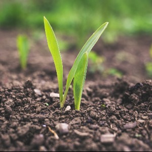 Agritechs : La tech est au service d’une agriculture plus durable?