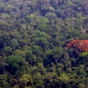 AFRIQUE2050 L'enjeu géopolitique : La forêt est la meilleure alliée d'une humanité durable
