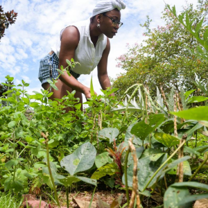 AFRIQUE2050 Les herbes et légumes de la diaspora africaine poussent à Longue Vue, avec des racines profondes dans le passé
