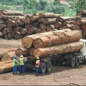 AFRIQUE2050 : Bois la Cemac diffère l’interdiction d’exporter les grumes à 2023, afin de maturer les projets de transformation locale