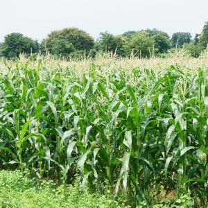 AFRIQUE2050 : Le commerce du maïs en Afrique subsaharienne et ses déséquilibres