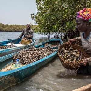 AFRIQUE2050 GAMBIE : Une communauté de pêcheurs dirigée par des femmes Gambienne