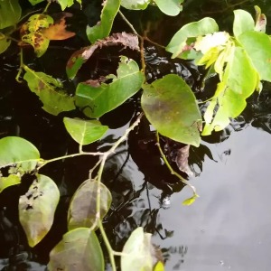 AFRIQUE2050 : Gabon – Fuite de 300 000 barils de pétrole brut de la société Perenco près de Port Gentil.