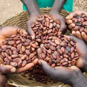AFRIQUE2050 ECONOMIE : La pauvreté reste un problème non résolu pour les ménages ouest-africains qui vivent des revenus du cacao