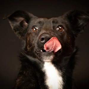 ACTUALITE/REFUGE POUR ANIMAUX : Un photographe aide les chats et les chiens noirs dans leur lutte contre le racisme pour se faire adopter.