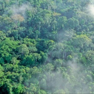 Le Gabon verse la première tranche de l’argent du Fonds de conservation