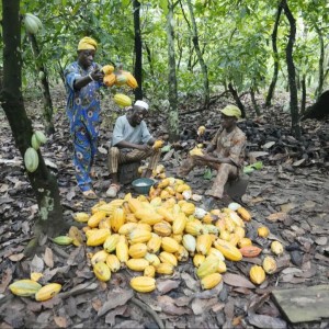 Les producteurs de cacao du Nigeria s'installent dans les zones protégées d'une réserve forestière