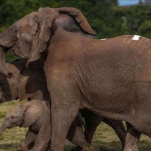 Le Kenya annonce que ses mesures de lutte contre le braconnage sont un succès, suite à l'accroissement de la population d'éléphants.