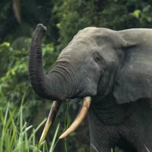 Il est impératif d'agir rapidement pour préserver les éléphants en danger du Nigeria.