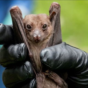 RWANDA : Des chauves-souris vivant au Rwanda sont liées à l'épidémie mortelle de Marburg