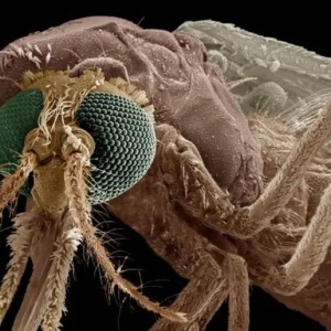 AFRIQUE : Un médicament révolutionnaire transforme le sang humain en anti-moustique