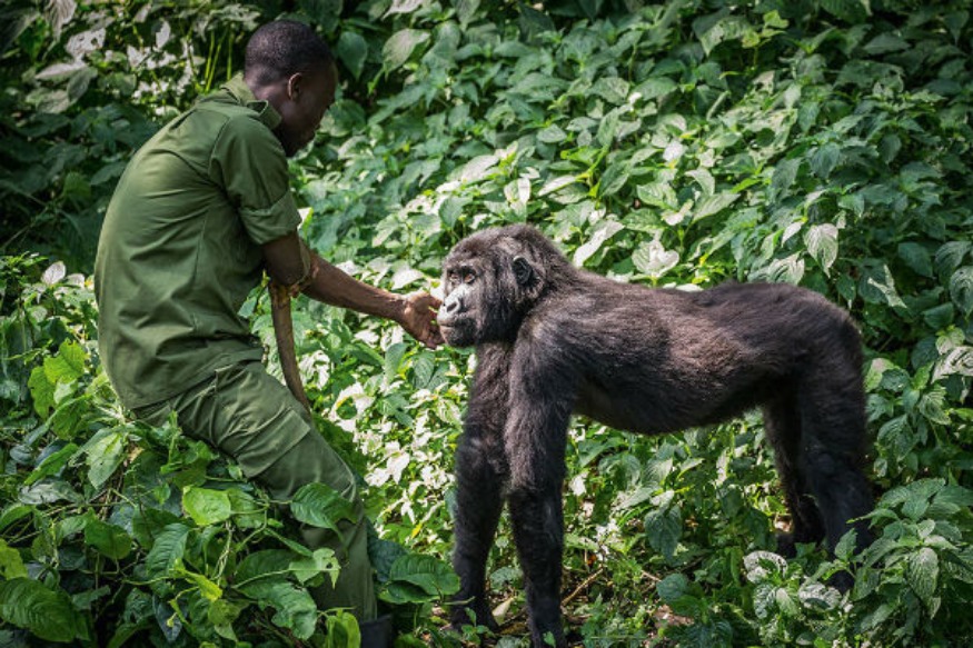 République démocratique du Parc national des Virunga du Congo a Rouvert