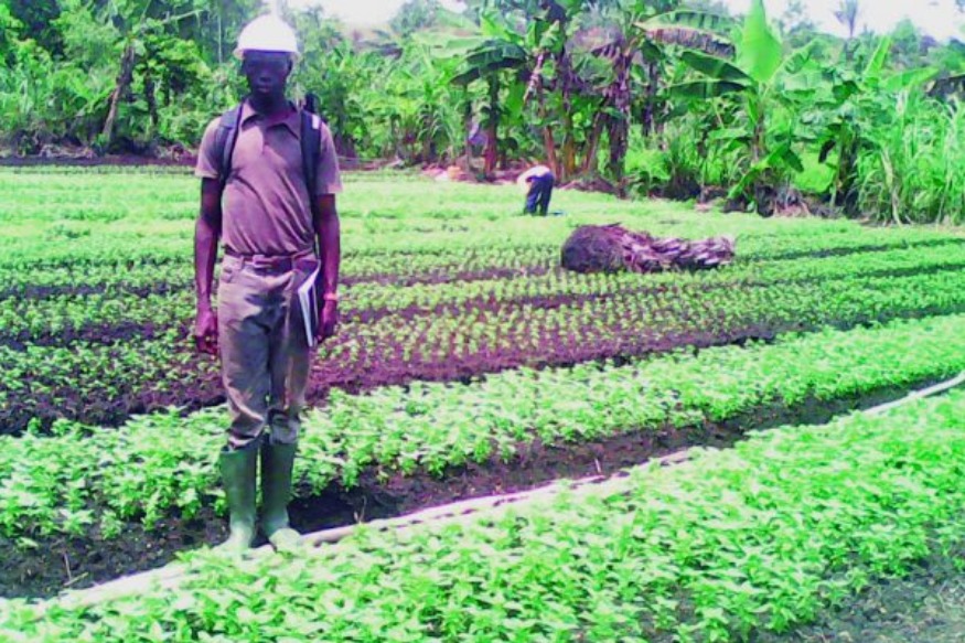 Cameroun : J’ai lancé ma plantation de condiments avec 4000 Fcfa