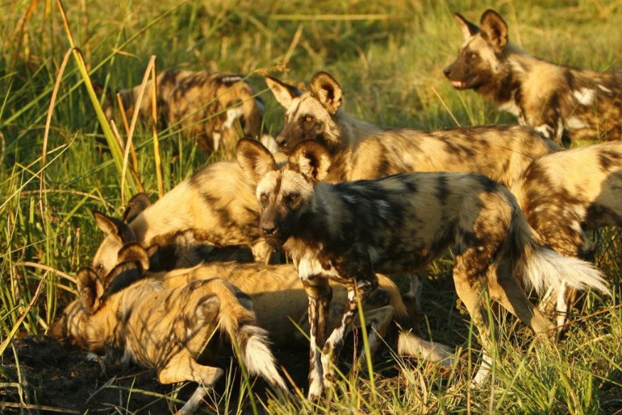 Où voir des chiens sauvages en Afrique