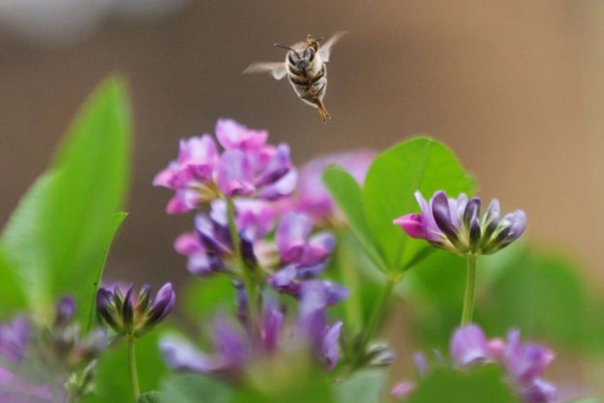 Ethiopie : Un effort pour reverdir certaines des terres les plus dégradées du monde