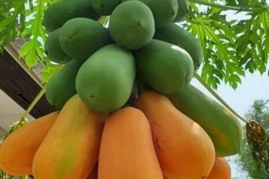 Environnement : Séchez vos graines