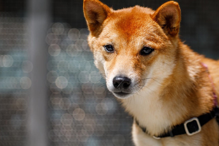 TRAVAILLER CHEZ AMAZON : Combien Amazon aime-t-il les chiens?