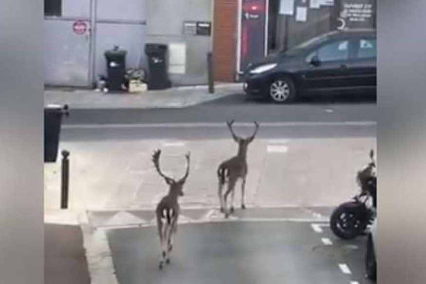 INSOLITE : Deux daims profitent de la quarantaine pour se balader dans les rues dans le Val de Marne (Vidéo)