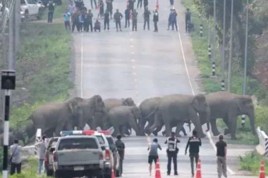 INSOLITE : Des passants vivent un moment inoubliable quand un troupeau de plus de 50 éléphants traverse la route