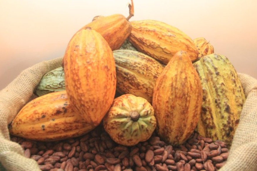 ECONOMIE : L’Etat ivoirien crée un fonds d’appui à la transformation du cacao doté de 10 milliards Fcfa