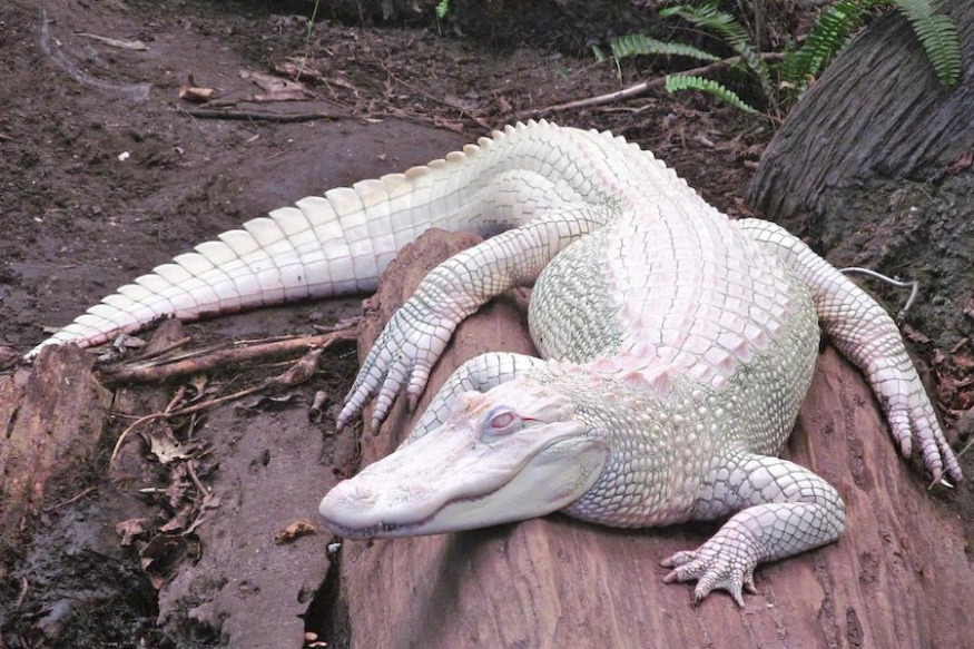 NATURE :  visite 10 animaux albinos incroyablement mignons