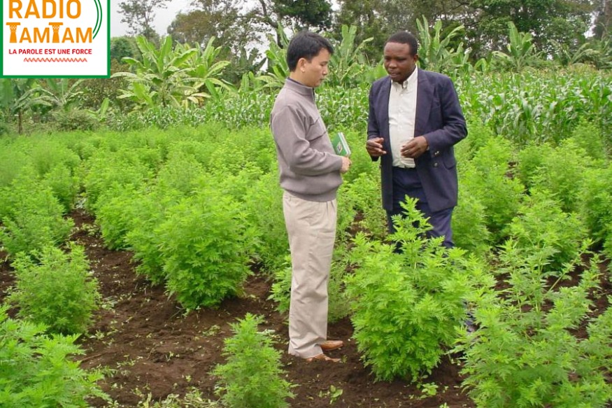 AFRIQUE : Donner la médecine traditionnelle une chance