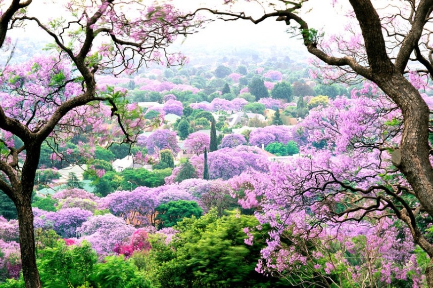 VOYAGE : 23 photos de fleurs de printemps du monde entier