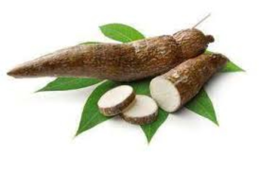 SANTÉ : le manioc pour soigner l’infertilité masculine