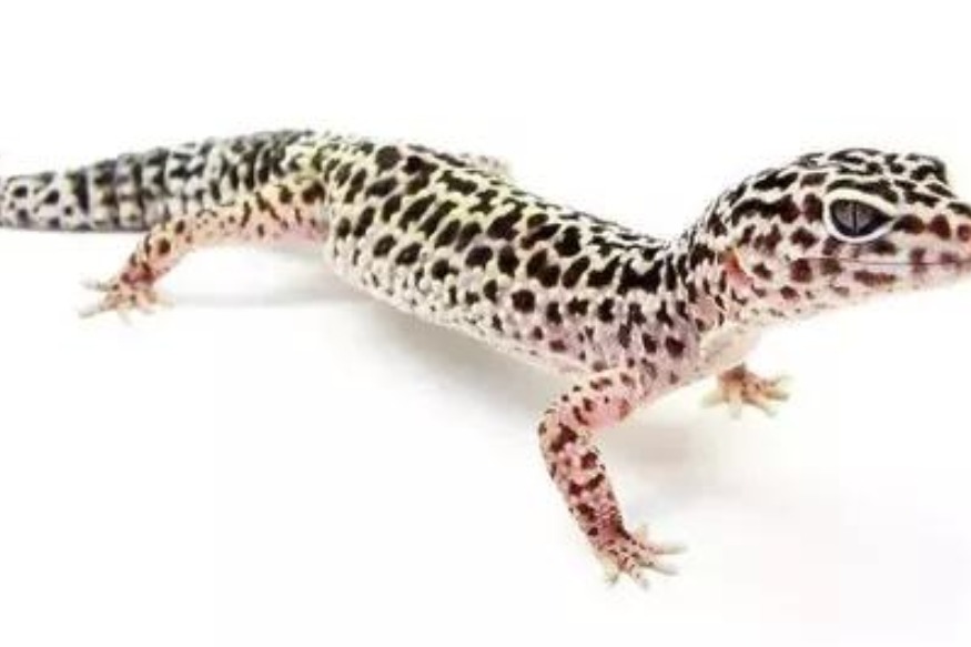 SANTÉ Astuces : trois stratégies à adopter pour éviter les geckos