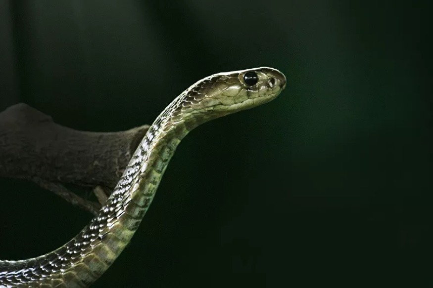 ASIE : Un cobra royal cannibale engloutit un congénère en Thaïlande - vidéo