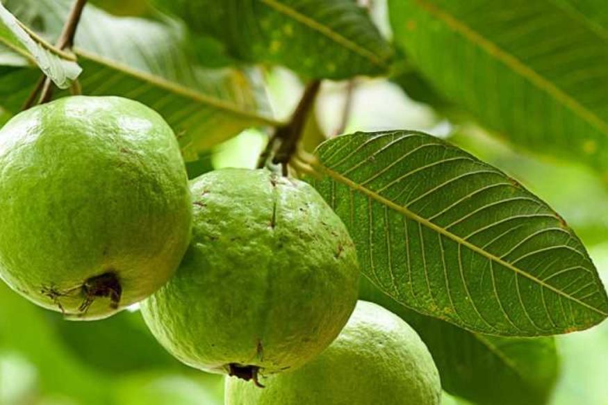 SANTÉ : les feuilles de goyave pour en finir avec les pertes malodorantes et excessives